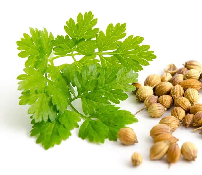 Gdzie kupić olej kolendry siewnej? Sprawdź najlepsze oferty online