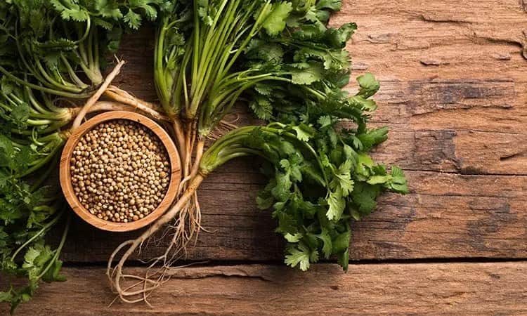 Co zrobić z kolendry? 10 pysznych przepisów, które musisz spróbować