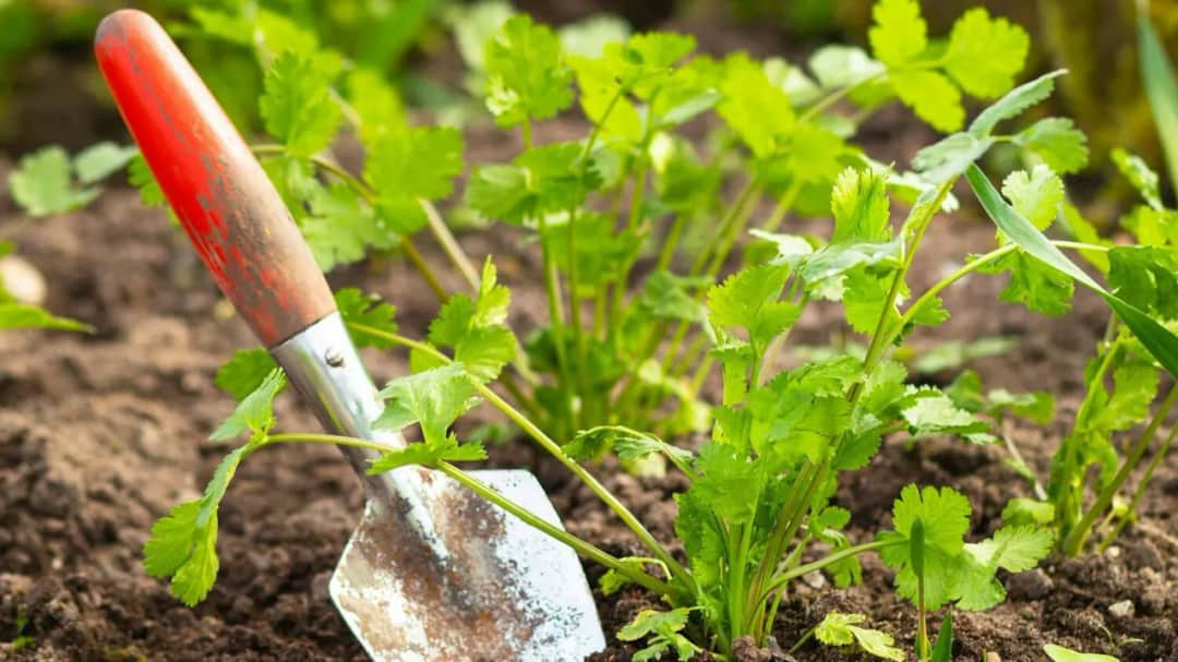 Gdzie kupić kolendrę w doniczce? Sprawdź najlepsze miejsca!