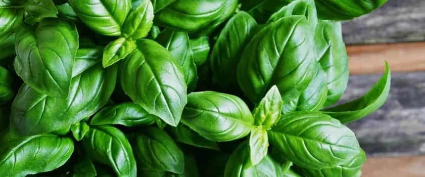 Jakie witaminy ma bazylia? Odkryj ich niesamowite korzyści zdrowotne