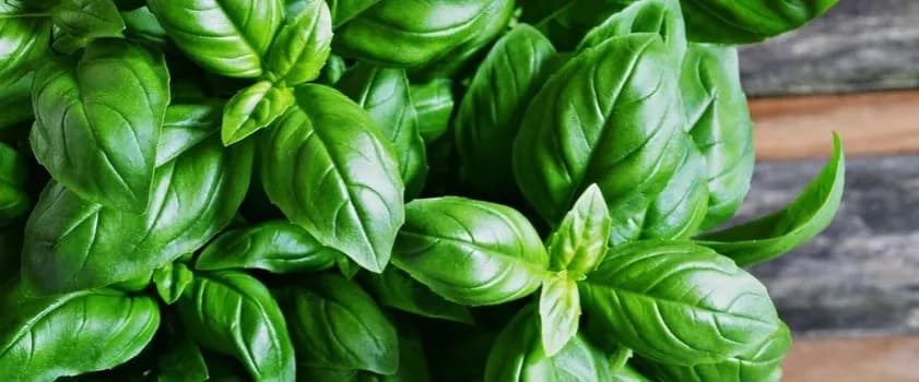 Jakie witaminy ma bazylia? Odkryj ich niesamowite korzyści zdrowotne