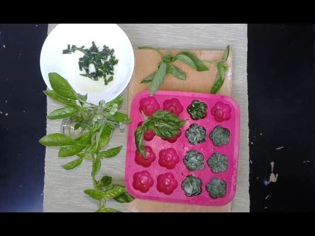 Czy można mrozić bazylię? Sprawdź skuteczne metody i porady