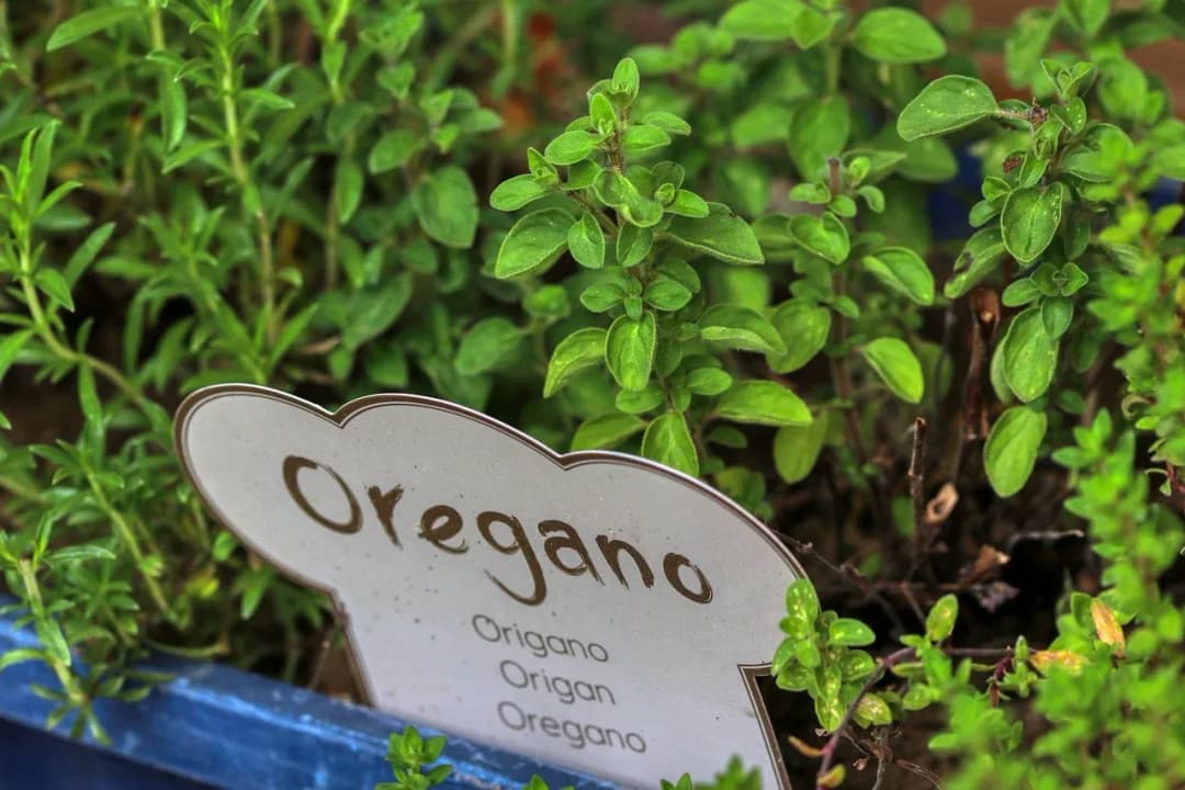 Dzikie oregano na co pomaga – poznaj jego niezwykłe właściwości zdrowotne