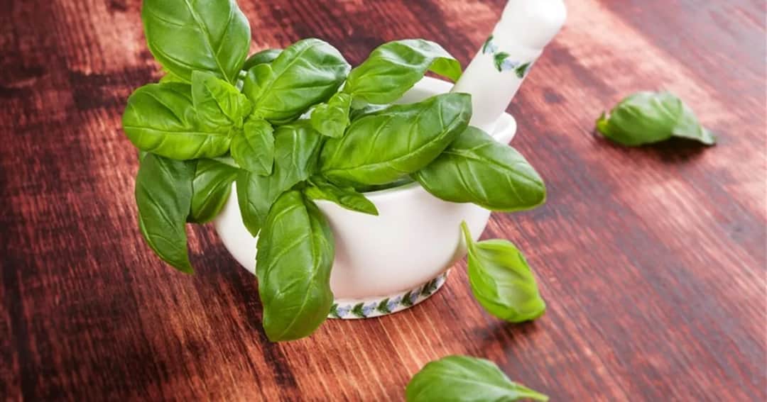 Jak przechowywać bazylię, aby nie straciła świeżości i smaku