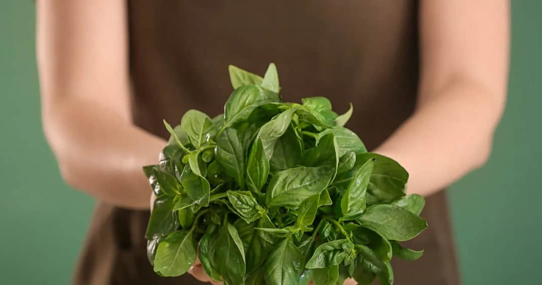 Dlaczego bazylia więdnie? Oto najczęstsze przyczyny i rozwiązania