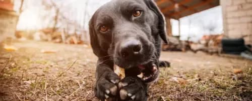 Czy pies może jeść kości z kurczaka? Poznaj niebezpieczeństwa i alternatywy