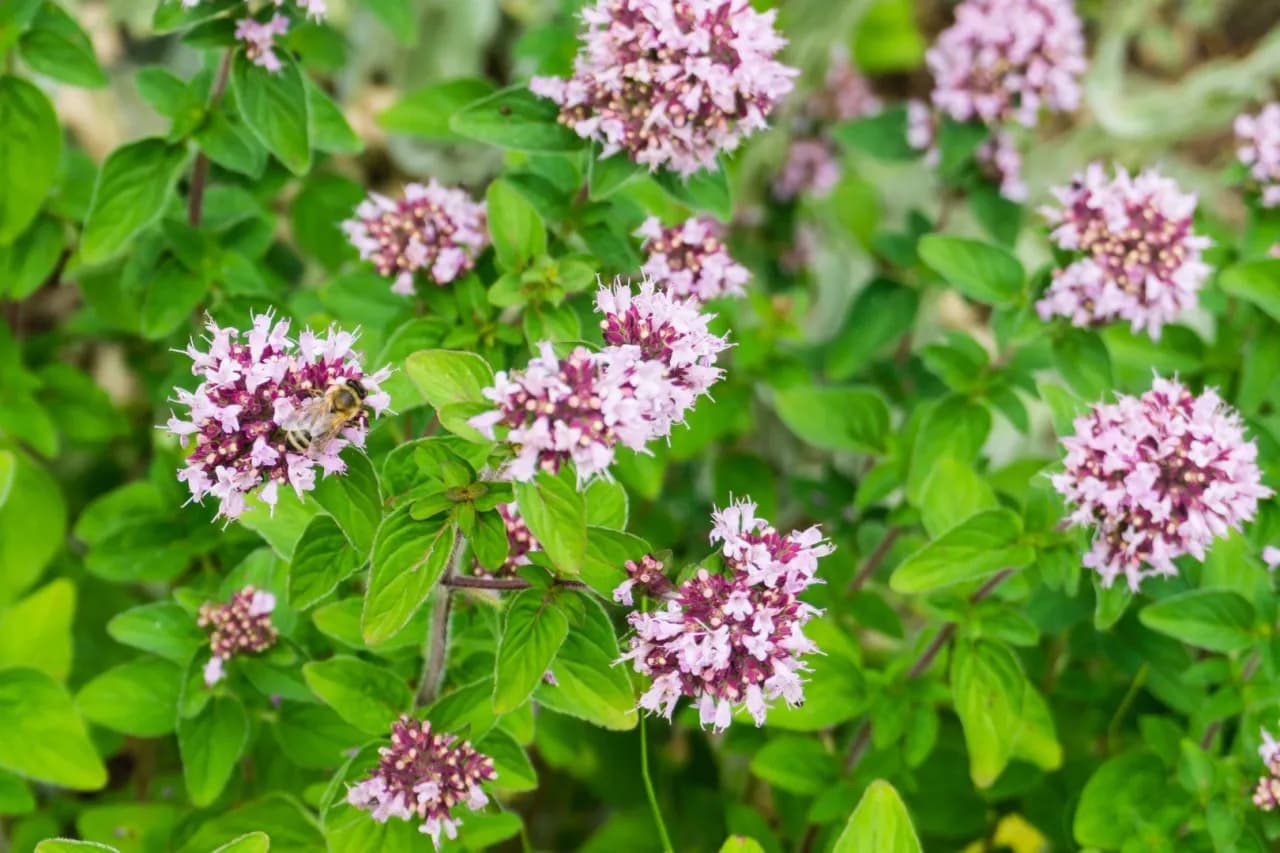 Jak odróżnić oregano a majeranek - kluczowe różnice i smaki