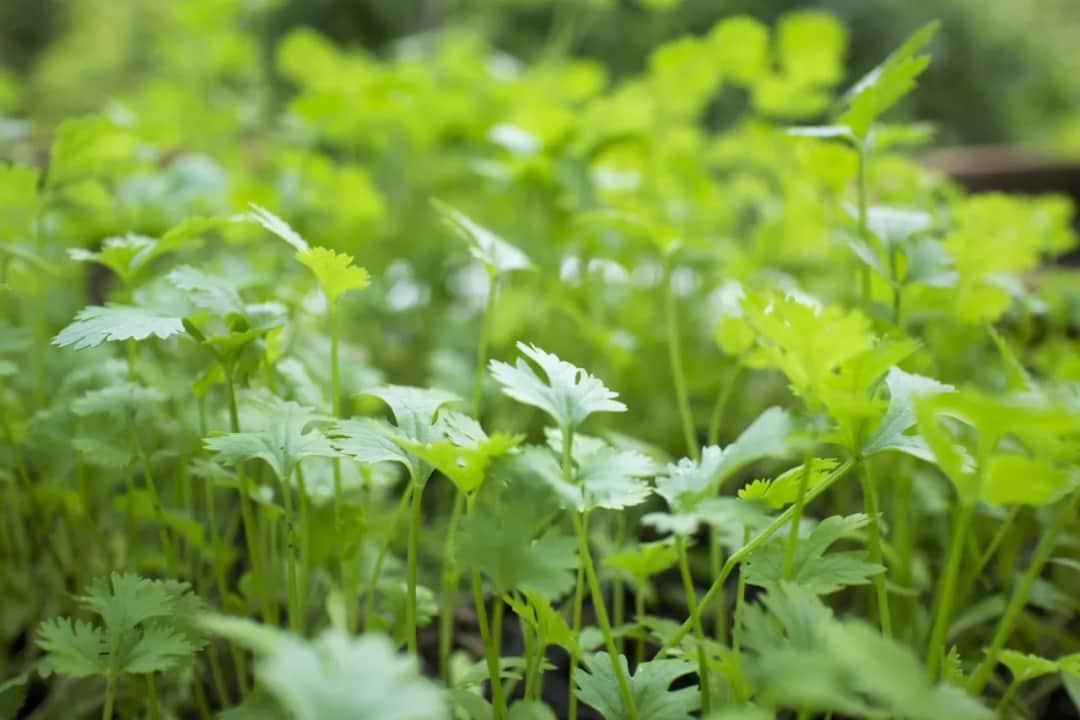 Czy kolendra jest wieloletnia? Odkryj jej cykl życia i uprawę
