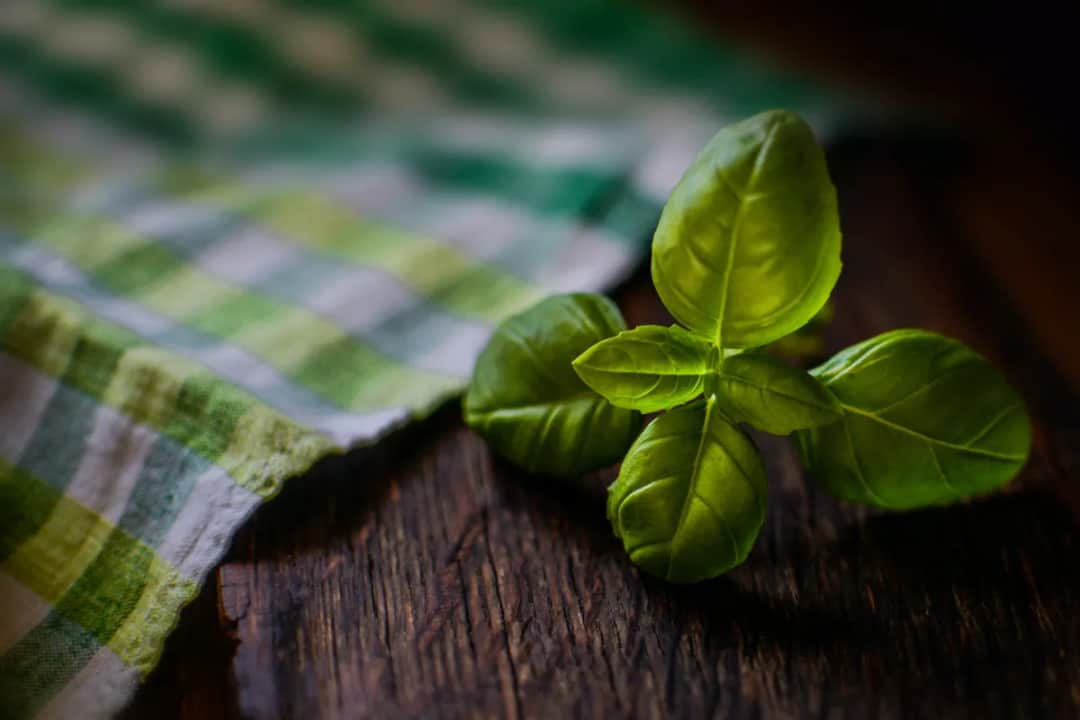 Czym nawozić bazylię, aby uniknąć słabych plonów i chorób?