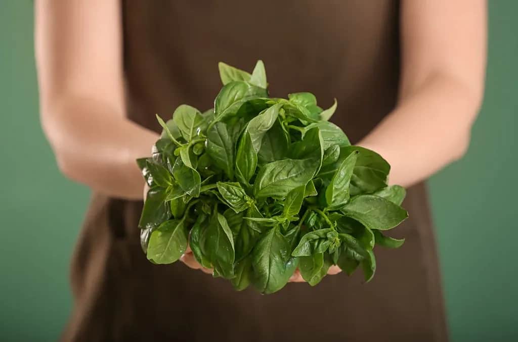 Jak zrywać liście bazylii, by nie zaszkodzić roślinie i uzyskać więcej