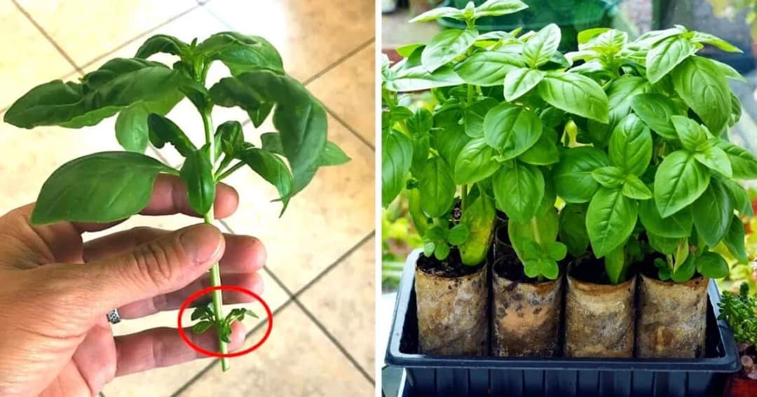 Jak hodować bazylię w domu - proste sposoby na udaną uprawę