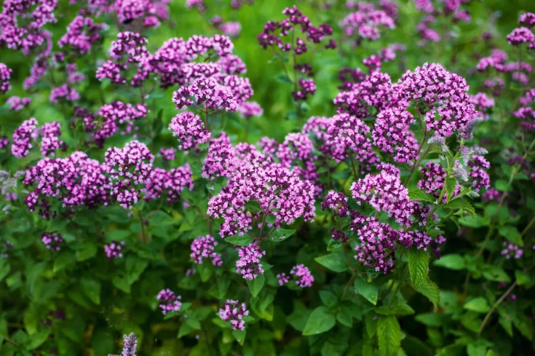 Kiedy zbierać oregano do suszenia, aby uzyskać najlepszy smak?