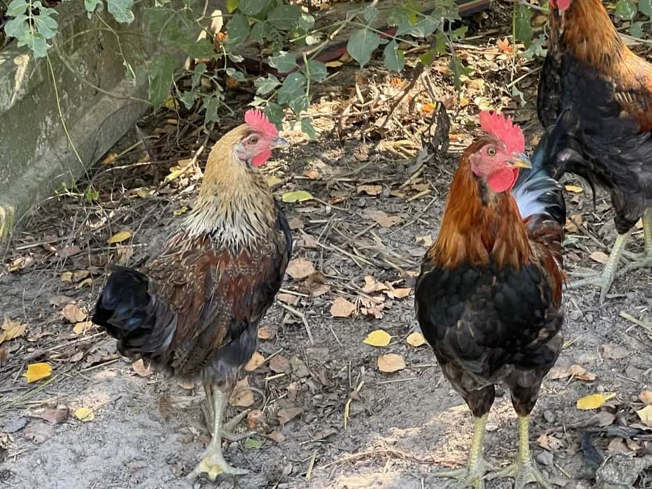 Najlepsze oferty na olx drób Mazowieckie – aktualne ceny i trendy