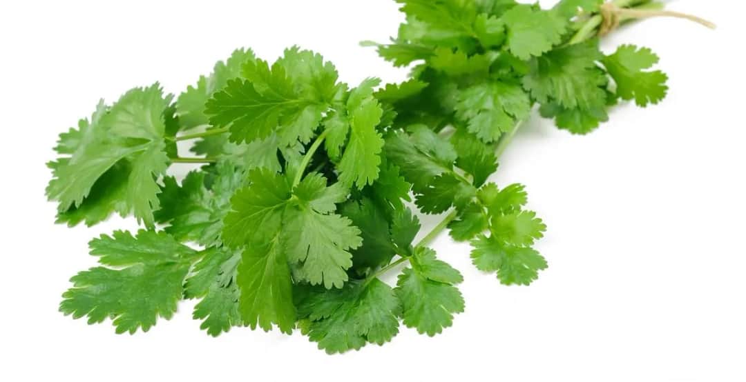 Kolendra jak dbać - proste sposoby na zdrową i obfita uprawę