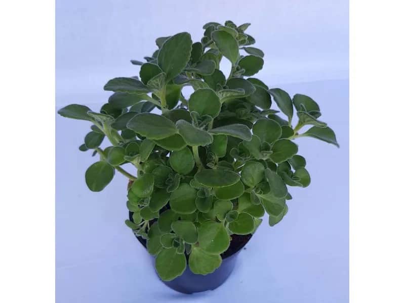 Oregano kubańskie do czego? Odkryj jego wyjątkowe zastosowania w kuchni