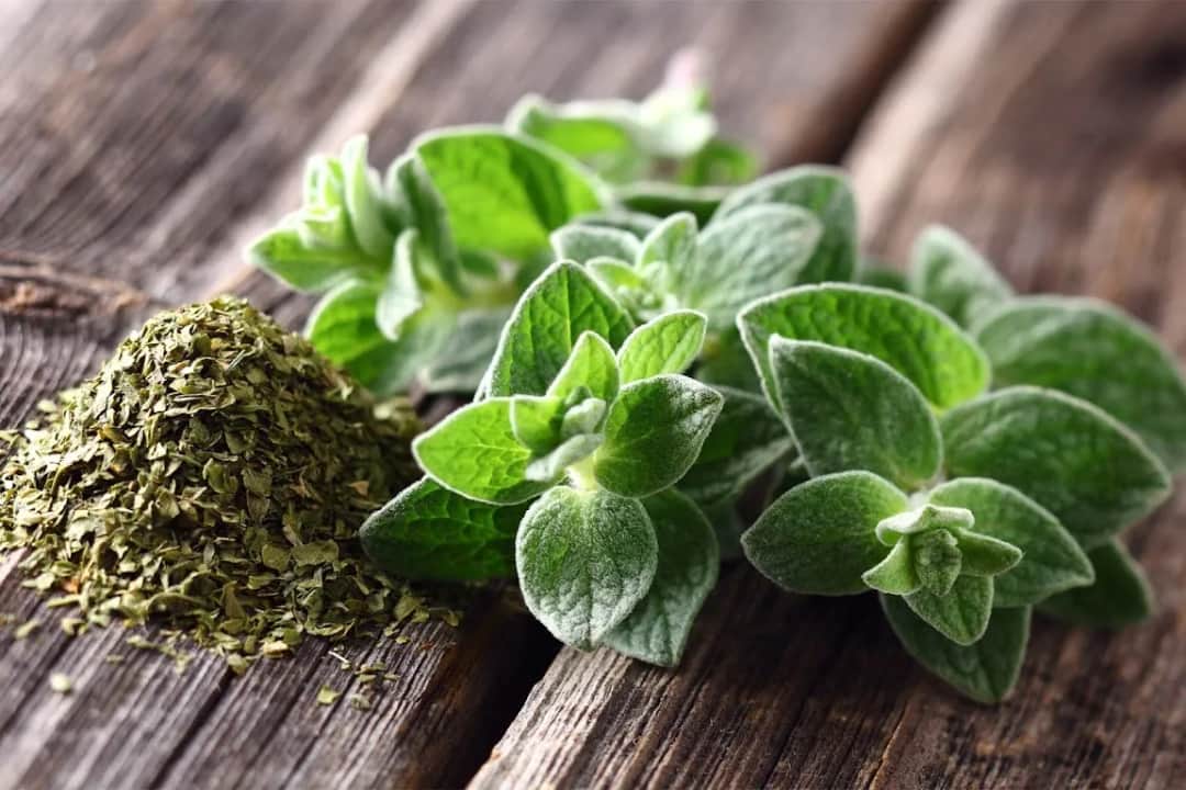 Skąd pochodzi oregano i dlaczego warto je mieć w kuchni?
