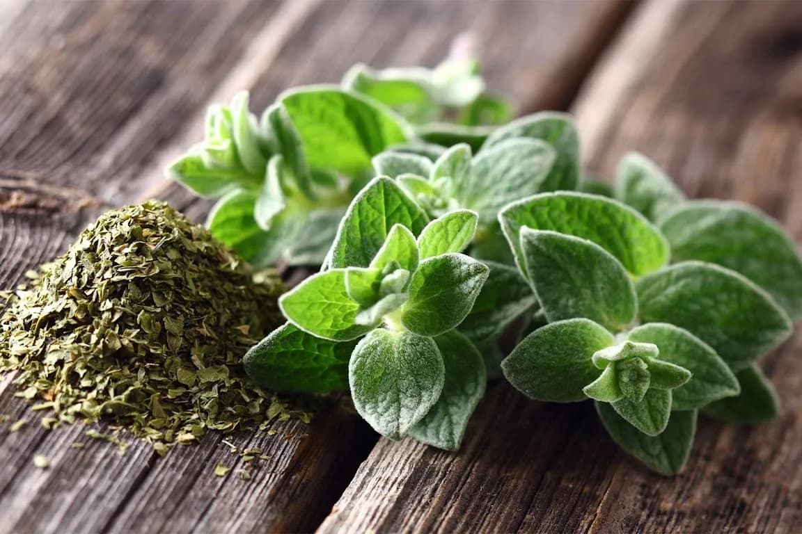 Skąd pochodzi oregano i dlaczego warto je mieć w kuchni?